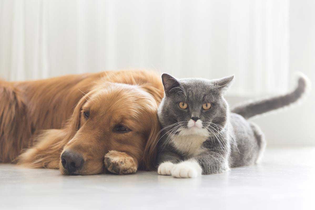 about our veterinary practice Upland, CA