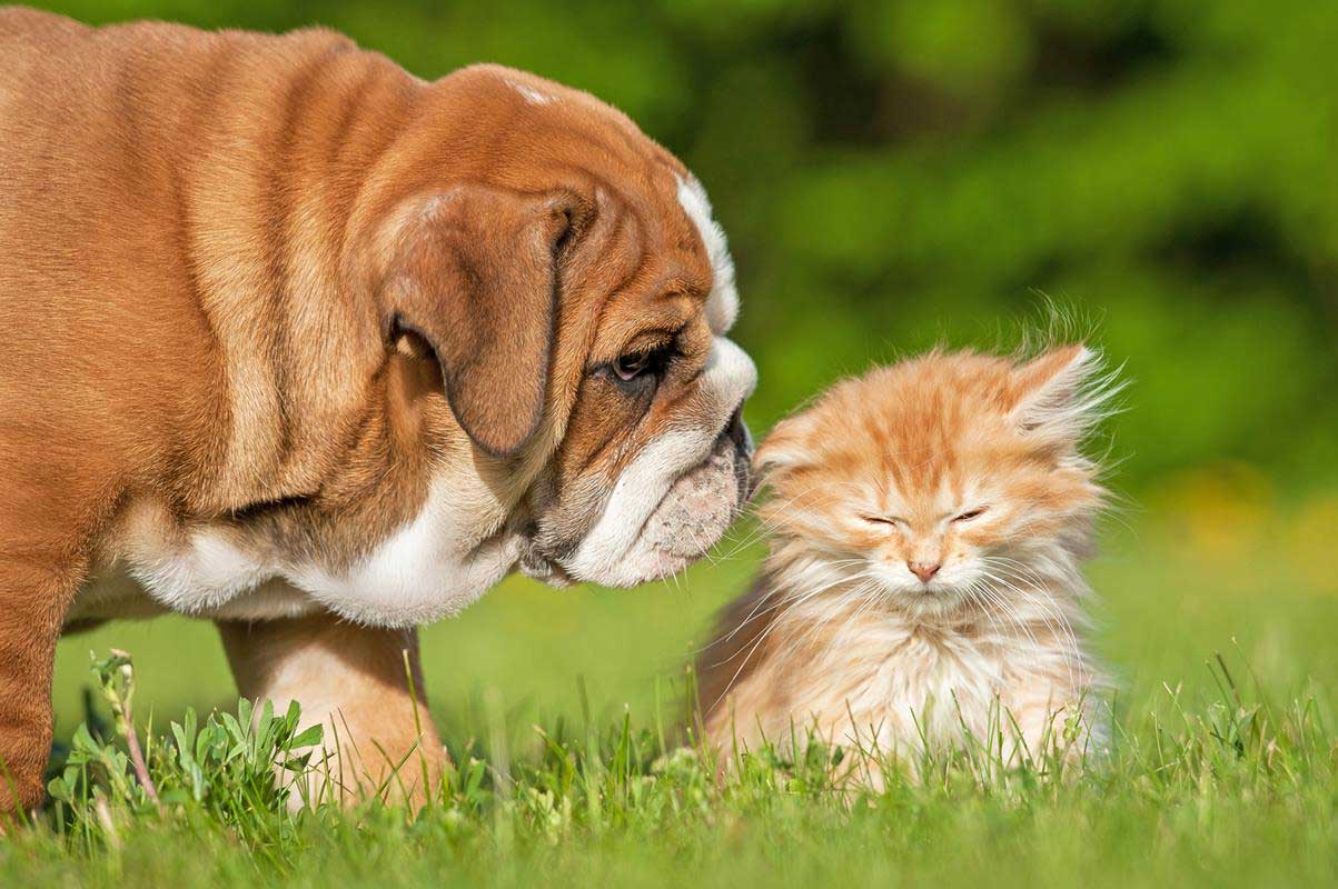 Puppy & Kitten Care Upland, CA