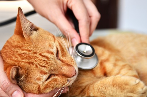 veterinary services Upland, CA